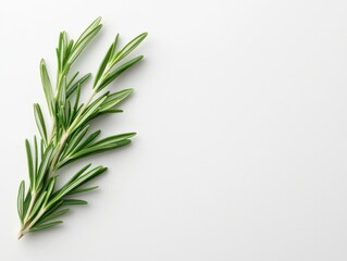 Fototapeta premium A sprig of fresh rosemary or mint arranged neatly against a plain white background, emphasizing its fresh green tones