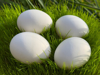White eggs on green grass.