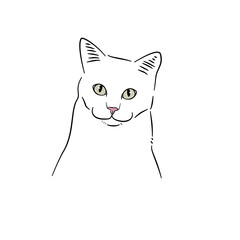 Cat line art with many pose - coloring book 