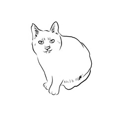 Cat line art with many pose - coloring book 