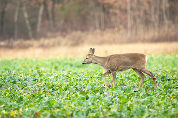 Roe deer walking through rural field
