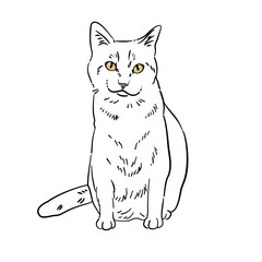 Cat line art with many pose - coloring book 