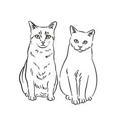 Cat line art with many pose - coloring book 