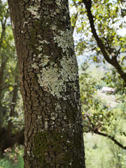 Tree trunk close-up, nature of the south of France, details, texture