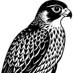 Vintage Falcon Graphic - Stunning Ornithological Illustration