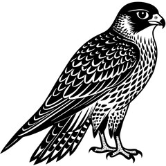 Vintage Falcon Graphic - Stunning Ornithological Illustration