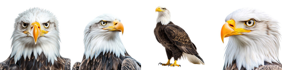 Obraz premium Bald eagle – The national bird of the United States, known for its white head and tail, and powerful flight. Isolated on Clear White Background Highly Detailed