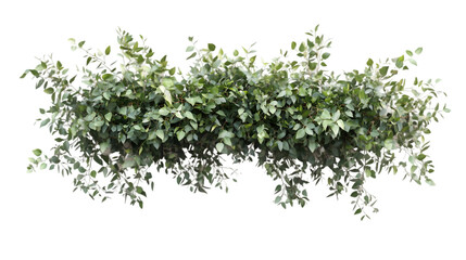 eucalyptus border png