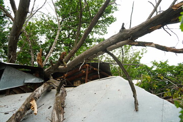 A house with a collapsed roof and a fallen tree.