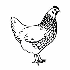 Detailed Chicken Vector Illustration - Farm Animal Design