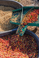 Coffee cherry pulping machine farmer. coffee bean machine process. Dry organic beans in coffee milling process. Process Harvest coffee beans to have their pulp remove. Farmer using a cherry pulping © kanpisut
