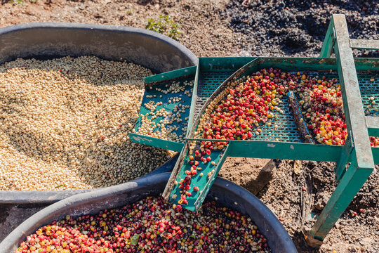Coffee cherry pulping machine farmer. coffee bean machine process. Dry organic beans in coffee milling process. Process Harvest coffee beans to have their pulp remove. Farmer using a cherry pulping