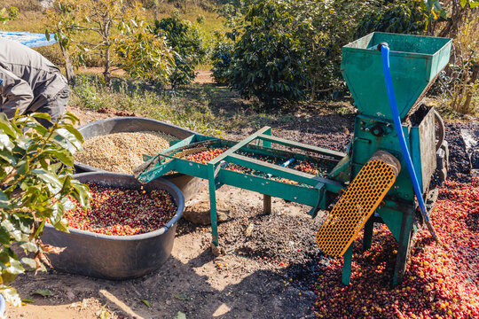 Coffee cherry pulping machine farmer. coffee bean machine process. Dry organic beans in coffee milling process. Process Harvest coffee beans to have their pulp remove. Farmer using a cherry pulping