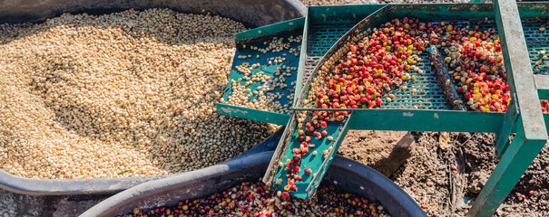 Coffee cherry pulping machine farmer. coffee bean machine process. Dry organic beans in coffee...