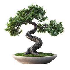 Twisted Branch Bonsai, a small potted bonsai tree with intricate twisted branches, displayed against a clean white backdrop for clarity and elegance