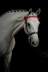 Portrait of a white horse with braided mane and red accessories against a black background. © Wirestock