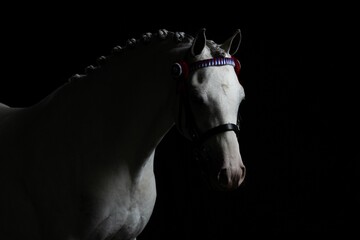 Elegant white horse with braided mane and colorful bridle against a black background.