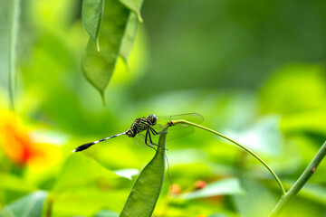 Dragonfly perched on the tip of a leaf, petai tree. Macro photo of dragonfly side view against bright green color