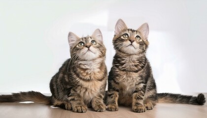 cute cat siblings sitting together looking up