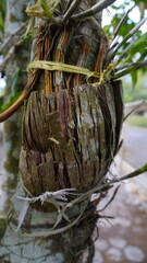 Coconut Fiber Orchid Growing Medium on a Tree Trunk