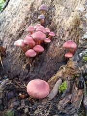 Pink mushroom on tree stump