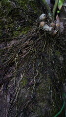 Close-Up of Plant Roots Clinging to a Tree Trunk
