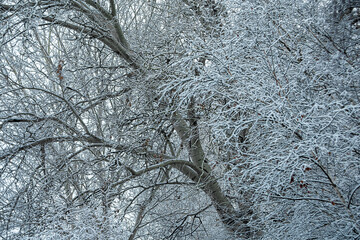 Snow-covered trees in a city park.