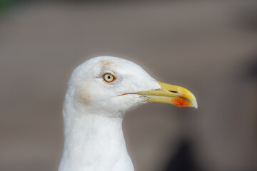 Close-up of a gull in the port of Essaouira in Morocco