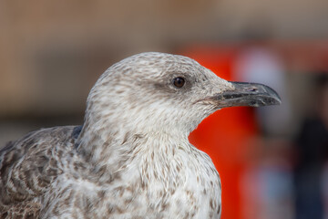 Close-up of a gull in the port of Essaouira in Morocco
