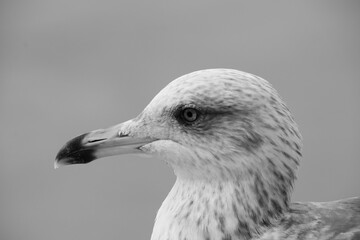 Close-up of a gull in the port of Essaouira in Morocco