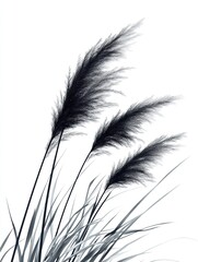 Obraz premium Dark grass plumes sway against white backdrop