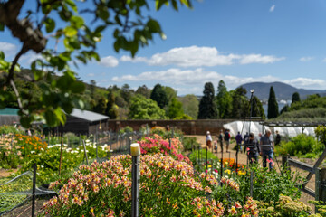 open community garden growing flowers and vegetables with families and children exploring nature in...