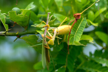 Mantis eat mantis. poor mantis eaten by its best friend. Cannibalism between insect.