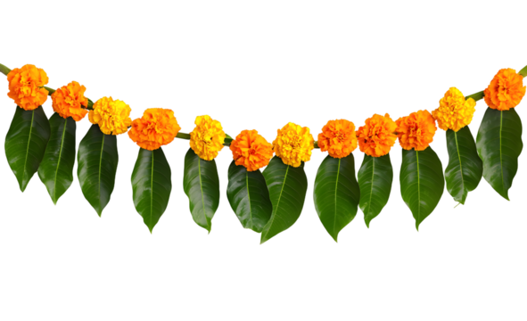 Indian flower garland of mango leaves and marigold flowers. Ugadi diwali ganesha festival poojas weddings functions holiday ornate decoration. Isolated on white background natural mango leaf garland