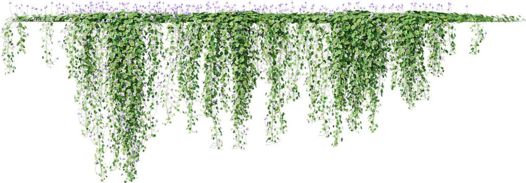 Climbing Plant Images  Browse 2,841,607 Stock Photos, Vectors, and Video |  Adobe Stock