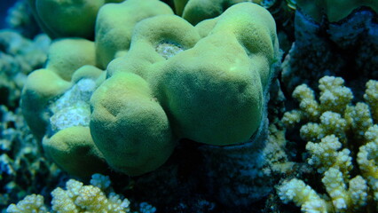 Hump coral (Porites sp.) undersea, Red Sea, Egypt, Sharm El Sheikh, Montazah Bay