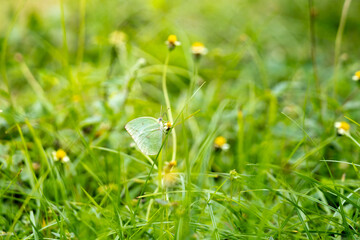 little green butterfly perched on grass. butterflies and green grass
