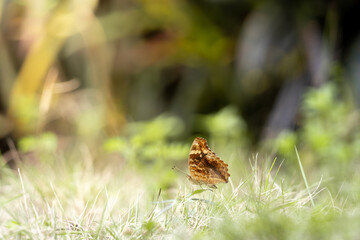 beautiful brown butterfly perched on grass. butterflies and green grass