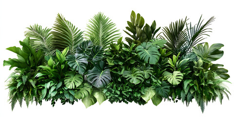 Tropical Jungle Plant Arrangement with Lush Banana Leaves, Philodendron, Areca Palm, Bird’s Nest Fern, Monstera, and Creeping Ivy, Isolated on a White Background. PNG, Cutout, or Clipping Path.