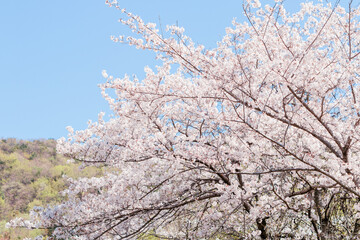 	満開の桜の木と青空