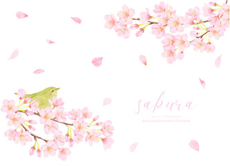 Fototapeta premium 鶯と桜の花のかわいいイラスト素材