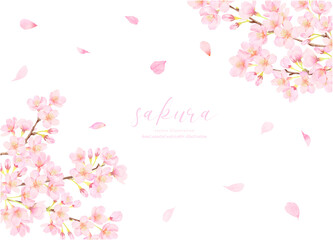 満開の桜のベクターイラスト背景