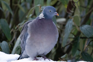 Wood Pigeon. Close up photo of Common Wood pigeon walking in the snow. 