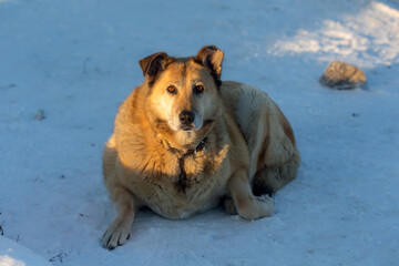 dog on the snow in winter