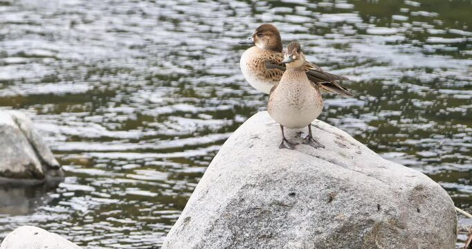 Female ducks of Baikal teal (Sibirionetta formosa) resting  on the rock in a river