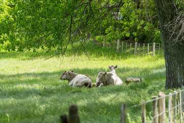 Fototapeta premium murray grey cow laying down in a field in australia