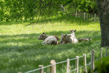 Obraz premium murray grey cow laying down in a field in australia