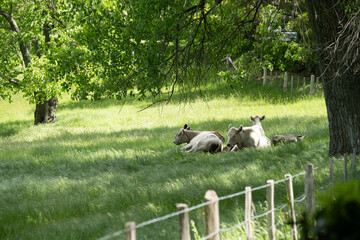 Obraz premium murray grey cow laying down in a field in australia