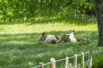 Obraz premium murray grey cow laying down in a field in australia