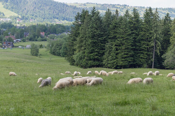 Obraz premium A flock of sheep feeding in a green meadow in a mountainous area with forest and houses in the background.
